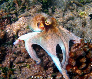 A rare find while snorkeling in South Friars Bay- an octo... by Annette Kirchgessner 